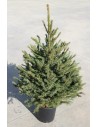 Abetos e outras plantas de Natal