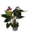 Anturio o Anthurium