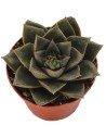 Écheveria