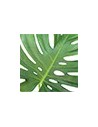 Verts et fleurs - centres de table