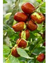 Jujube