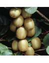 Kiwis