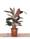 Calathea