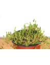 Sedum