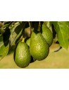 Tropical