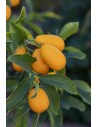 Arbres fruiters petits