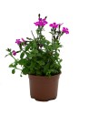 Plantas vivaces