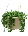 Senecio