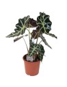 Monsteras e alocasias