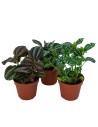Pileas, peperomias y sedum interior