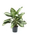 Plantes
