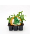 Planta leguminosa (feijão e ervilha)