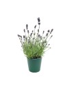 Planta aromática, culinária e medicinal