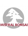 Mistral Bonsai